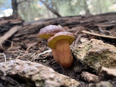 Aureoboletus