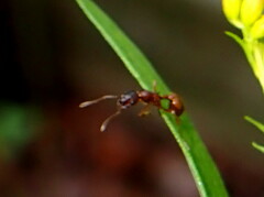 Myrmica rubra