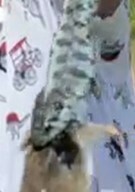 Thamnophis elegans vagrans