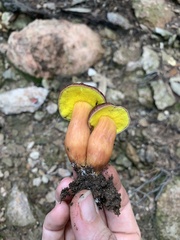Aureoboletus
