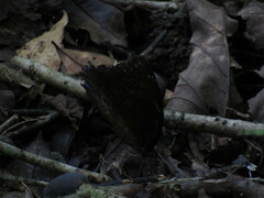 Morpho