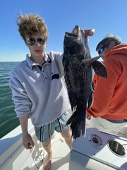 Centropristis striata