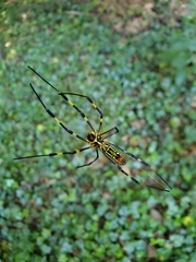 Trichonephila clavata