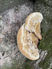 Pseudoinonotus dryadeus