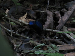 Morpho