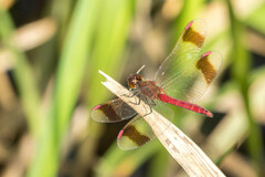 Sympetrum pedemontanum