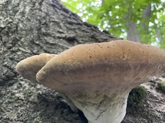 Pseudoinonotus dryadeus