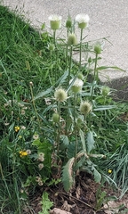 Dipsacus laciniatus