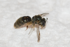 Lasioglossum bruneri