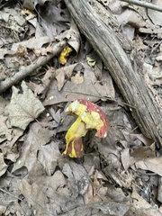 Baorangia bicolor