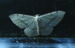 Poecilasthena pulchraria