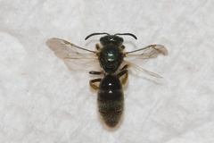 Lasioglossum bruneri