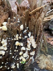 Climacocystis borealis