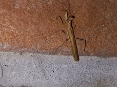Ameles spallanzania