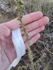 Salsola oppositifolia