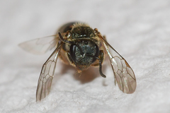 Lasioglossum bruneri