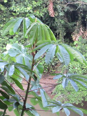 Cecropia obtusifolia