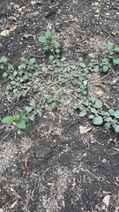 Malvastrum coromandelianum