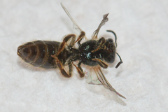 Lasioglossum bruneri