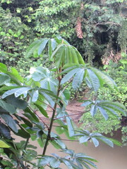 Cecropia obtusifolia