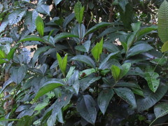 Miconia impetiolaris