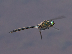 Somatochlora semicircularis