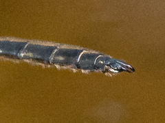 Somatochlora semicircularis