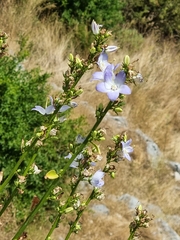 Campanula austroadriatica