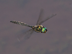 Somatochlora semicircularis