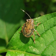 Chlorocoris distinctus