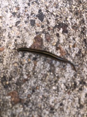 Caenoplana