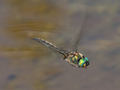 Somatochlora semicircularis