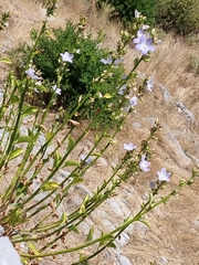 Campanula austroadriatica