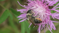 Megachile latimanus