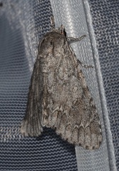 Acronicta