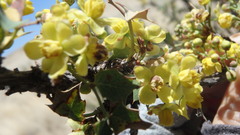 Berberis fremontii