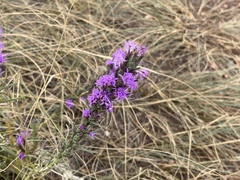 Liatris punctata