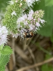 Gymnosoma