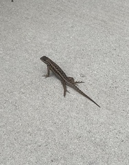 Sceloporus occidentalis bocourtii