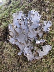 Peltigera praetextata