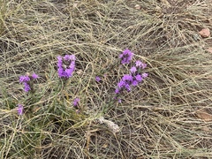 Liatris punctata