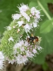 Gymnosoma