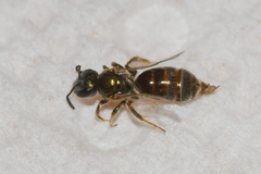 Lasioglossum imitatum