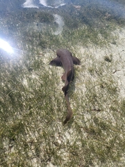 Ginglymostoma cirratum