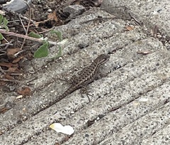 Sceloporus occidentalis bocourtii