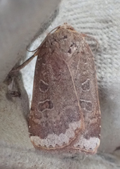 Abagrotis alternata