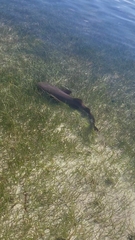 Ginglymostoma cirratum