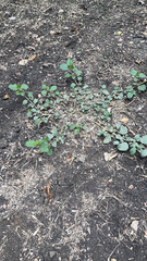 Malvastrum coromandelianum