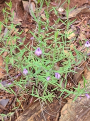Hedeoma hyssopifolia