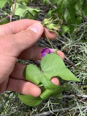 Ipomoea hederacea